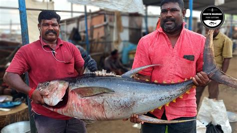 Kg Big Yellow Tuna Fish Kasimeduminnal Raja Cheeta Durai