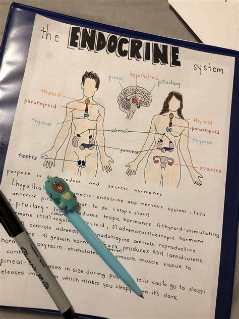 Pin By Phay Woodfild On Notes Endocrine System Nurse Study Notes