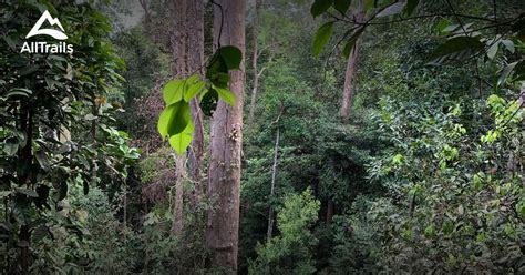 Best Trails Near Waterfall Kijang Alltrails