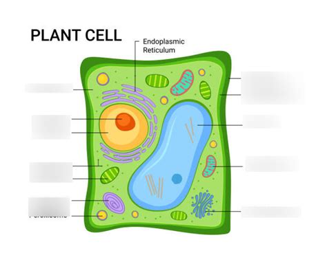 Bio Midterm Review Diagram Quizlet