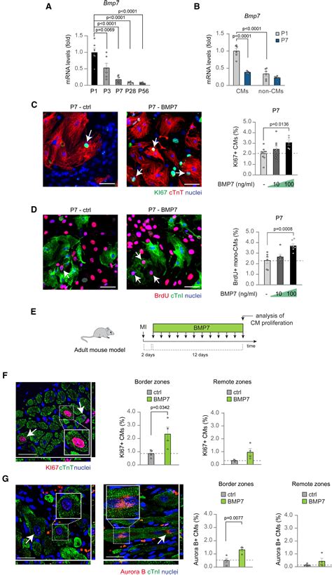 BMP7 Promotes Cardiomyocyte Regeneration In Zebrafish And Adult Mice