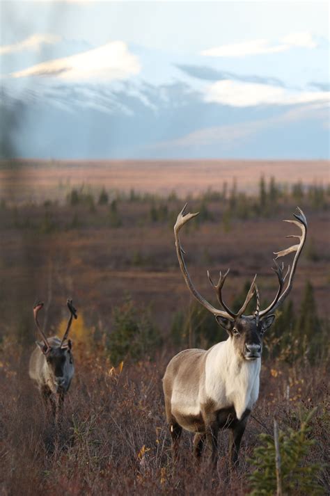 The Caribou – Western Arctic Caribou Herd