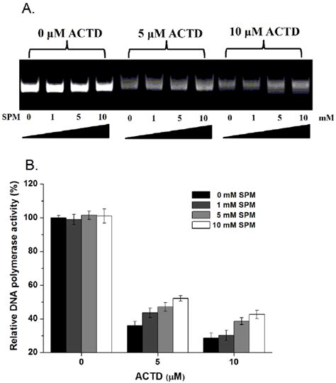 Spermine Attenuates The Inhibition Of Dna Replication By Actinomycin D