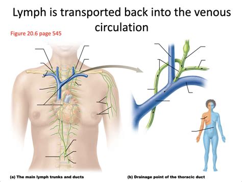 Main Lymphatic Trunks And Ducts Diagram Quizlet