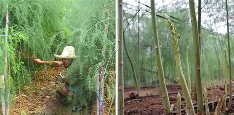 白蘆筍和綠蘆筍在種植上有什麼不同 每日頭條