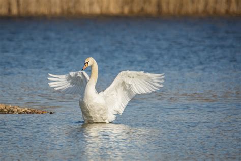 Qual A Diferen A Entre Pato Marreco Ganso E Cisne