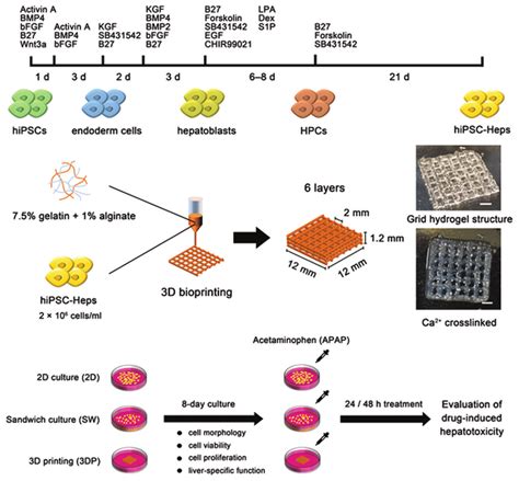 Schematic Figure Of Cell Differentiation Bioprinting Process And Download Scientific Diagram