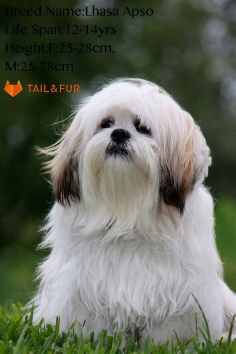 13 Famous Long Haired Dog Breeds Around the World