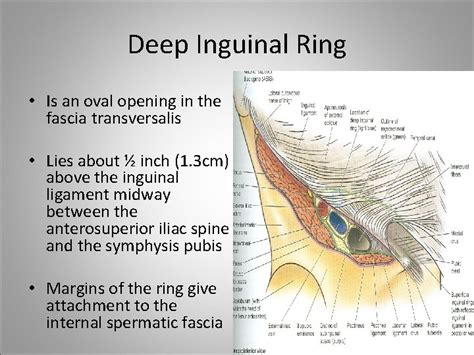 Inguinal Canal Boundaries