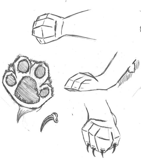 Cat Paw Drawing - Tips and Techniques for Drawing Realistic Cat Paws