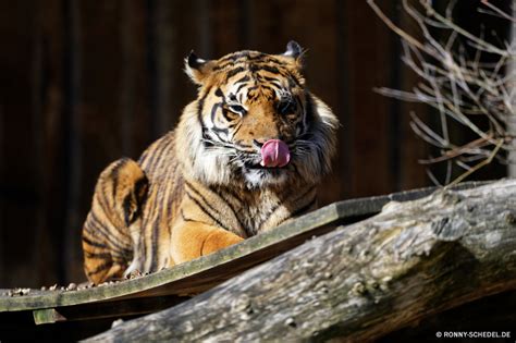 Ronny Schedel Tierpark Cottbus