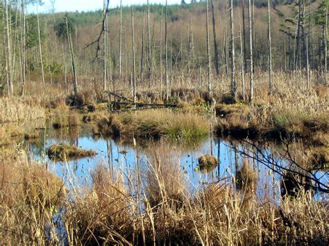 Protecting Wetlands | Earth Wise