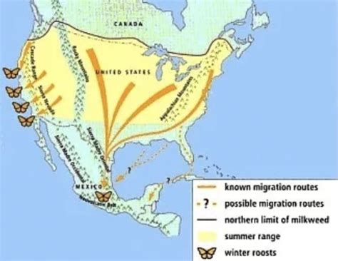 Painted Lady Butterfly Migration is AMAZING! - Pragmatic Mom