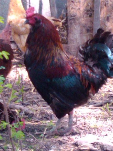 Araucana Rooster | Rooster, Animals