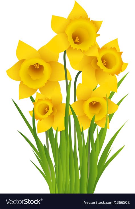 Daffodil Royalty Free Vector Image Vectorstock