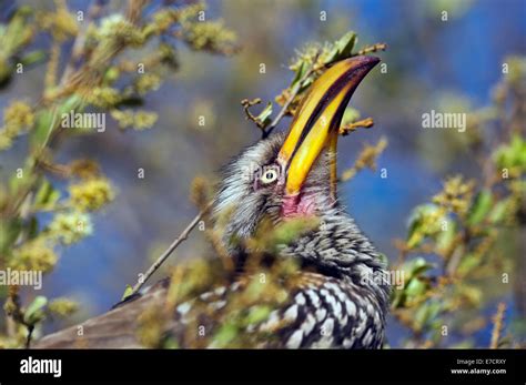 South Africa Southern Yellow Billed Horn Bill Tockus Leucomelas Stock