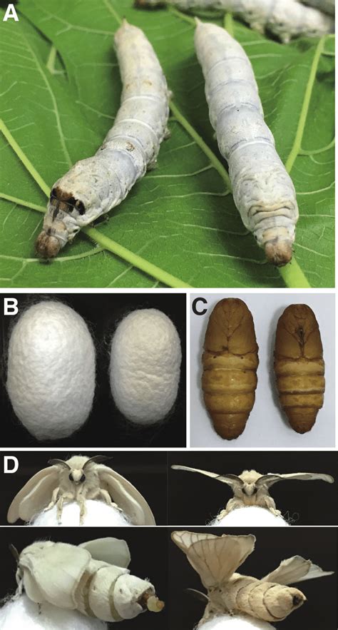 Bombyx Mori Larvae