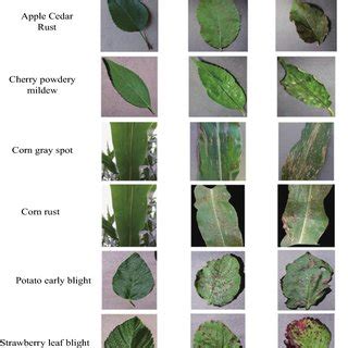 Identification of different types of crop diseases. (Some pictures are ...