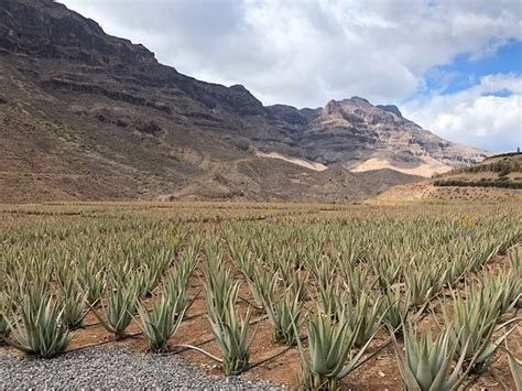 Finca Canarias Aloe Vera Fataga 2019 Lo Que Se Debe Saber Antes