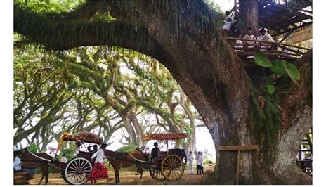 Wisata Ke Hutan De Djawatan Banyuwangi Bak Film Lord Of The Rings