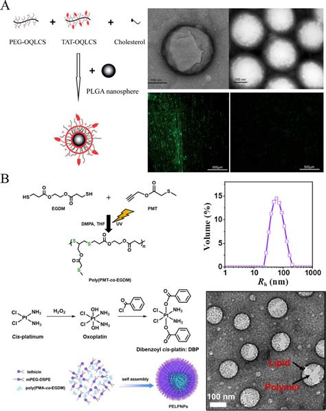 Schematic Illustration Of Structural Compositions Of Liposomes And Slns Download Scientific