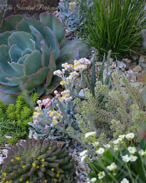 Combining Succulents With Low Water Tolerant Plants For A Southern