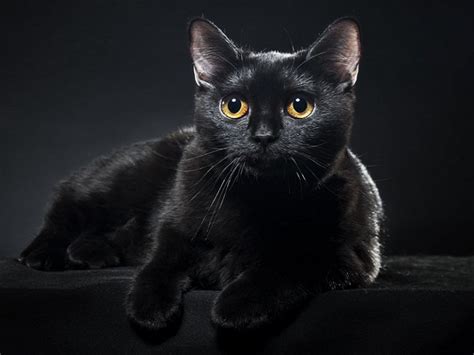 Gato Preto Veja Motivos Para Adotar Esse Pet Amoroso Folha Go