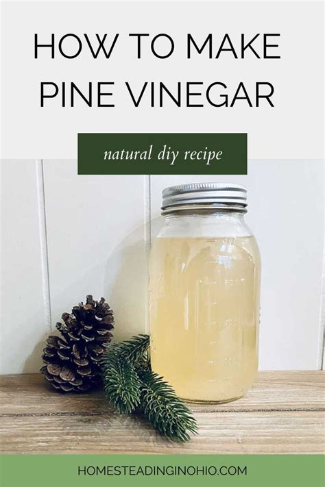 How To Make Pine Needle Vinegar For Cleaning DIY Homemade Recipe Easy