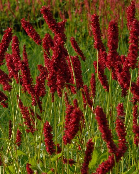 Persicaria Fat Domino Knoll Gardens Ornamental Grasses And