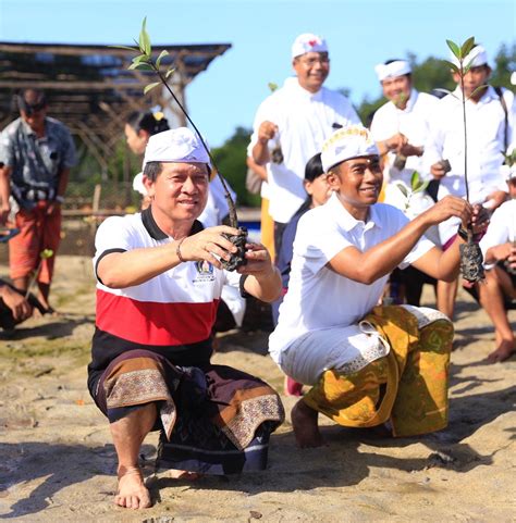 Tumpek Wariga Pemkab Klungkung Tanam Bibit Mangrove Pos Merdeka