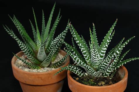 Haworthiopsis Haworthia Attenuata Big Band