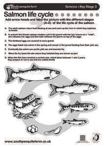 Salmon Life Cycles Worksheets Worksheets Library