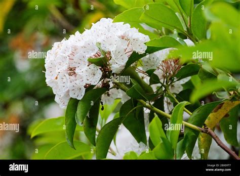 Kalmia Latifolia Calico Bush Mountain Laurel Sheeps Laurel Or