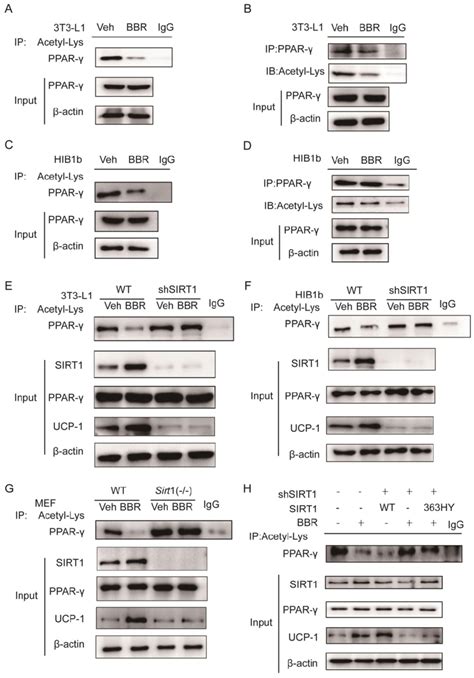 Bbr Increases The Deacetylated Level Of Ppar By Sirt Activation The