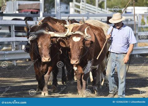 Teamster With Team Of Oxen Bullock Plowing Field In Yoke Editorial