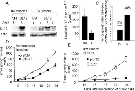 The Level Of Il 12 Expression And Tumor Growth Inhibition After