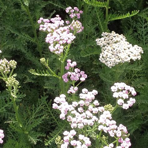 Achill E Millefeuille Plants Et Semences Bio Finist Re