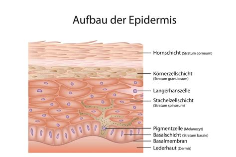 Aufbau Und Funktionen Deiner Haut Das Musst Du Wissen