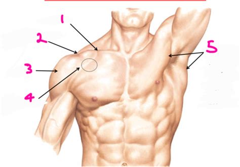 Lecture Axilla And Arm And Elbow Flashcards Quizlet