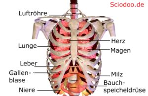 Brustkorb Organe Thoraxorgane Fragen Und Antworten