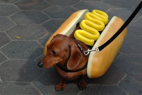 Hot Dog Funny Weiner Dog - img-Abbott