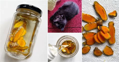 Buat Sendiri Natural Remedy Guna Kunyit Untuk Rawat Kucing Luka And Kurap