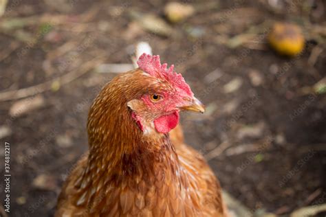 Friendly Isa Brown Hens Hybrid Type Of Sex Link Chicken By Crossing Rhode Island Reds And