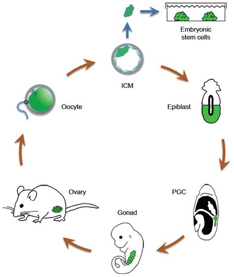 Oct4 Expression During The Mouse Life Cycle Cells And Tissues