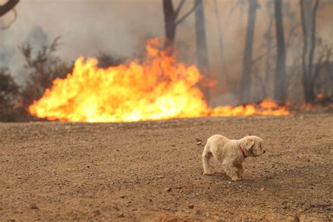 Australia's Wildfires Have Killed More Than 1 Billion Animals