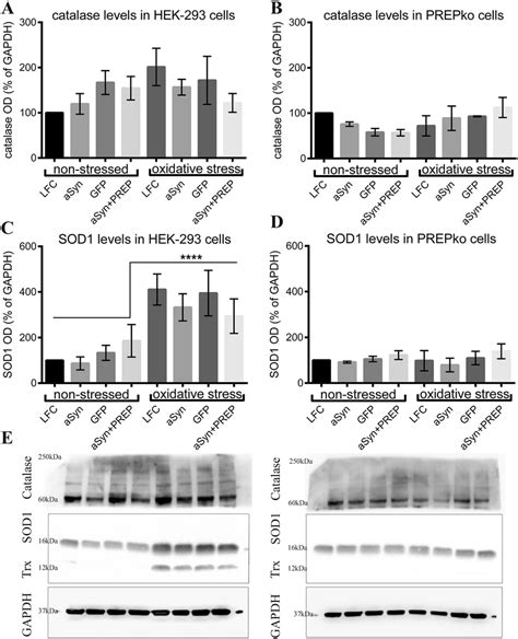 Prepko Cells Does Not Respond To Oxidative Stress A B Catalase