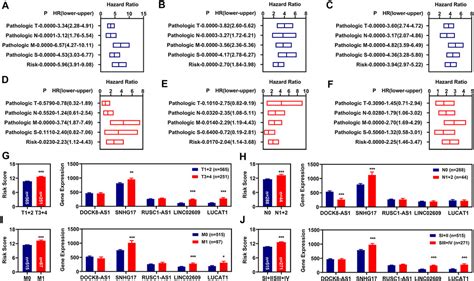 Frontiers Identification Of Five Ferroptosis Related Lncrnas As Novel