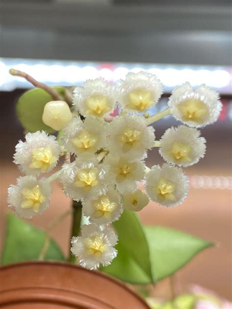 Hoya Khroniana Silver Flowers 😍 Rhoyas