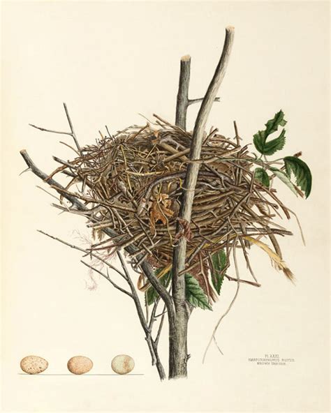 Art Prints of Brown Thrush Nest, Plate XXXI, American Bird Nests