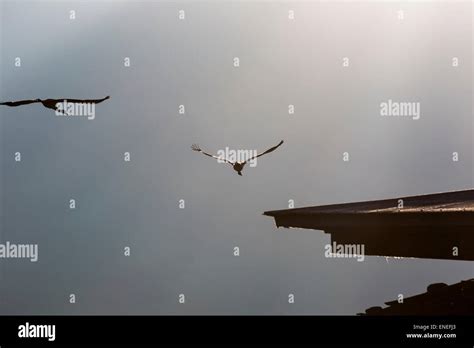 Black Necked Cranes Phobjikha Valley Western Bhutan Asia Stock Photo